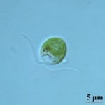 Dunaliella salina