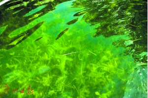 水質變清后，頗有水底森林的感覺。