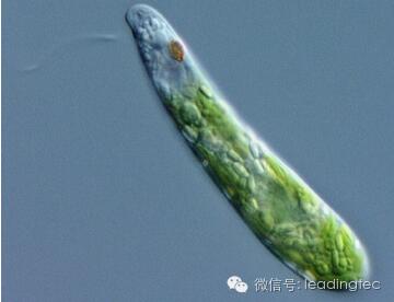 隱藻，小眼蟲，Euglena gracilis