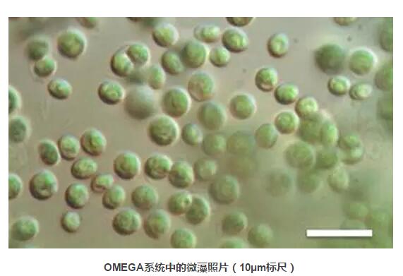OMEGA系統(tǒng)微藻圖片
