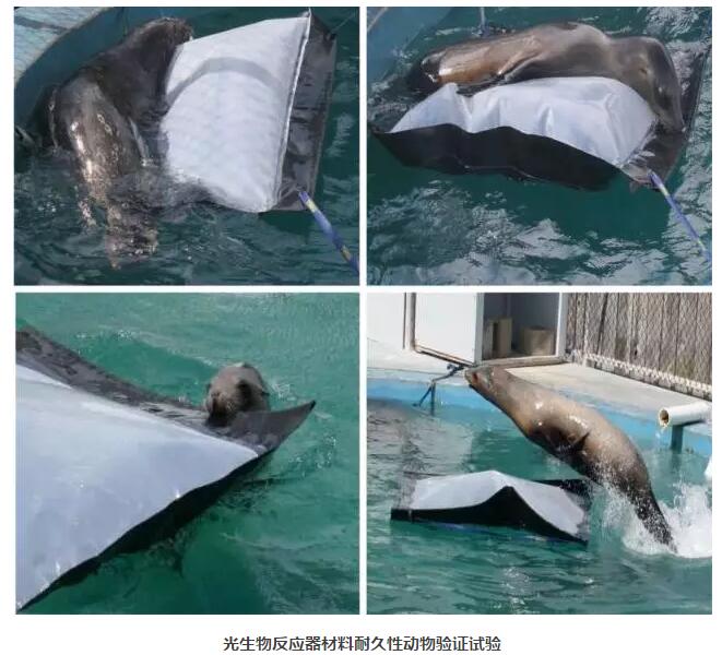 光生物反應(yīng)器生物耐久試驗