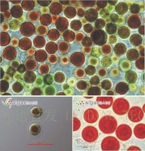 圖7.雨生紅球藻 (Haematococcus plutialis) （上：互動(dòng)百科:雨生紅球藻；左下：AlgaeBase Image Reference: 7429；右下：AlgaeBase Image Reference: 21151）