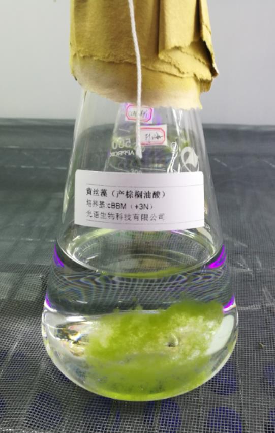 同形黃絲藻
