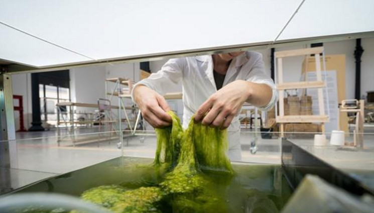 海藻制造的3D打印線材3