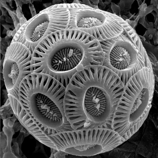 顆石藻(Coccolithophores)