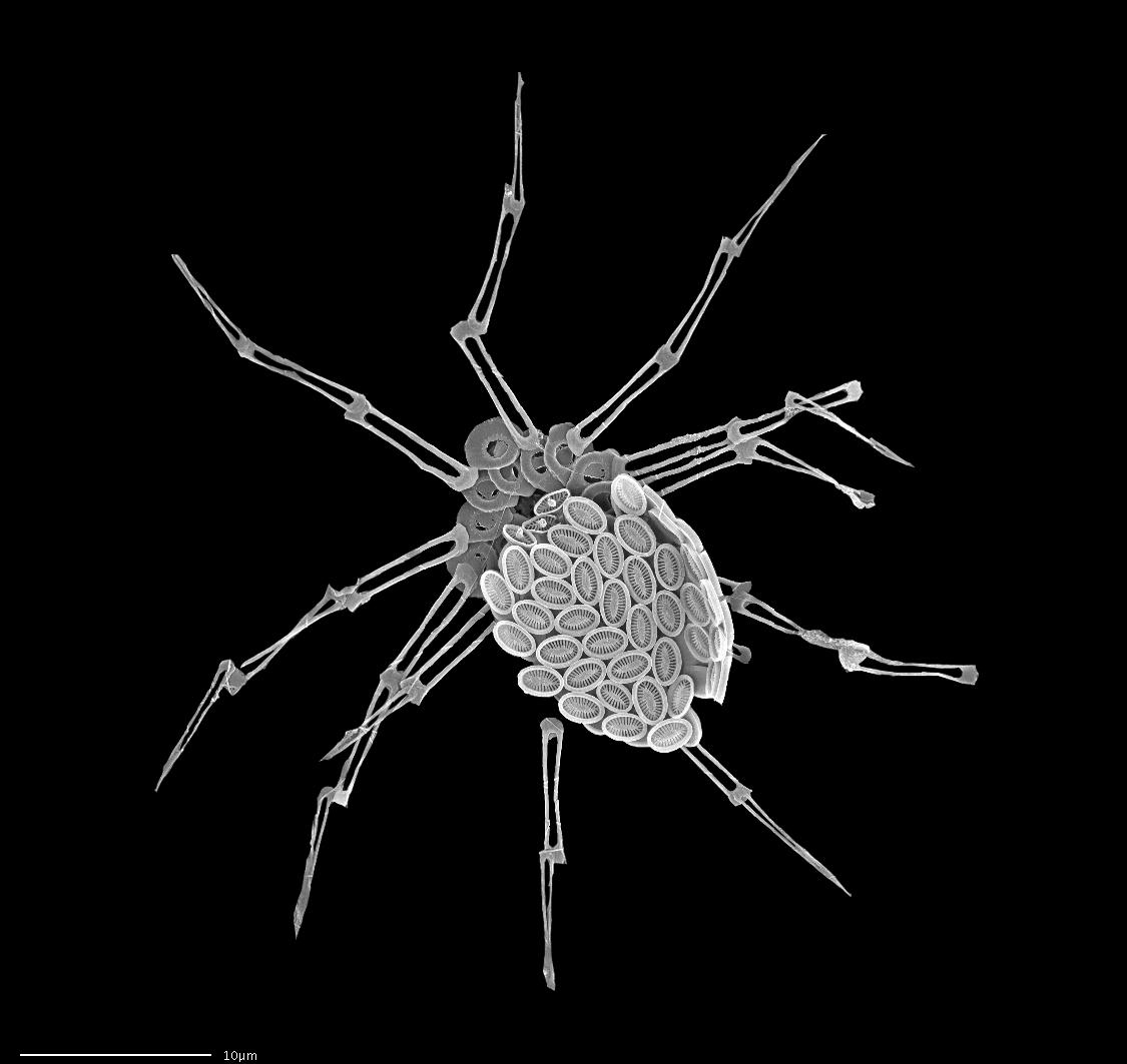 顆石藻 Coccolithophores