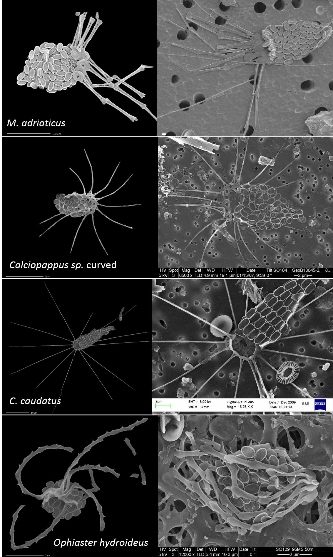顆石藻 Coccolithophores