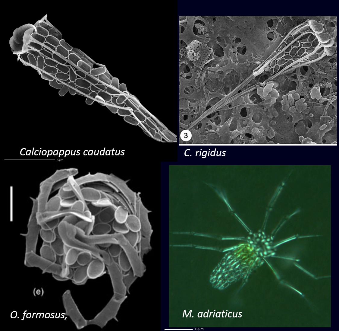 顆石藻 Coccolithophores