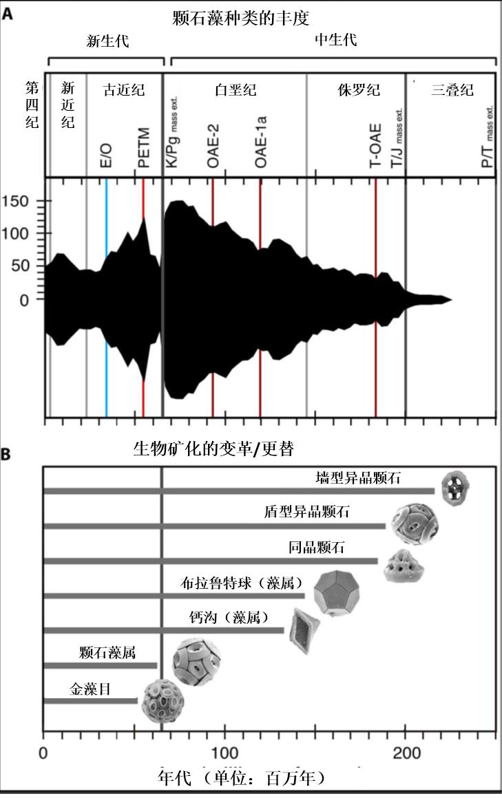 顆石藻 Coccolithophores