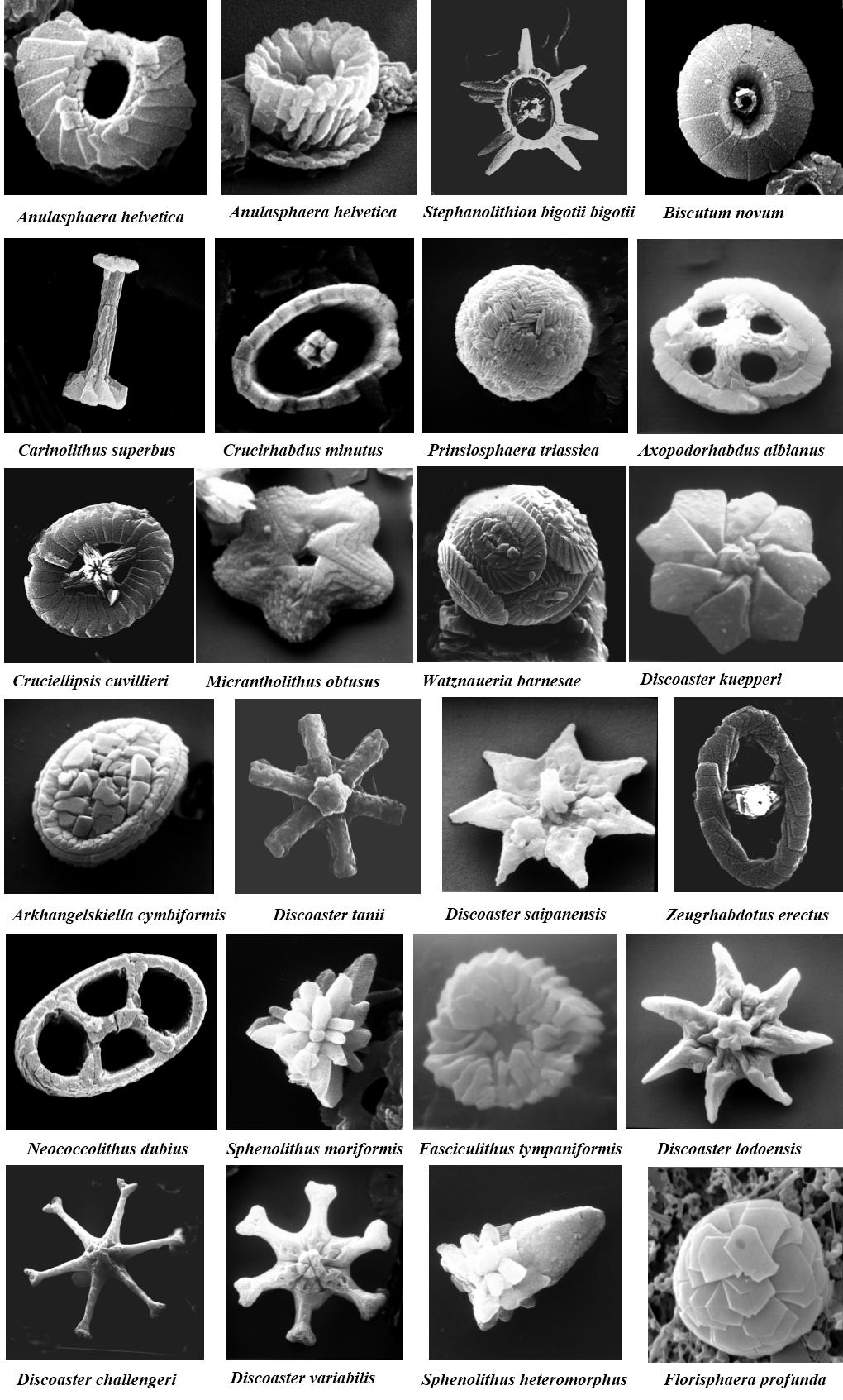 顆石藻 Coccolithophores