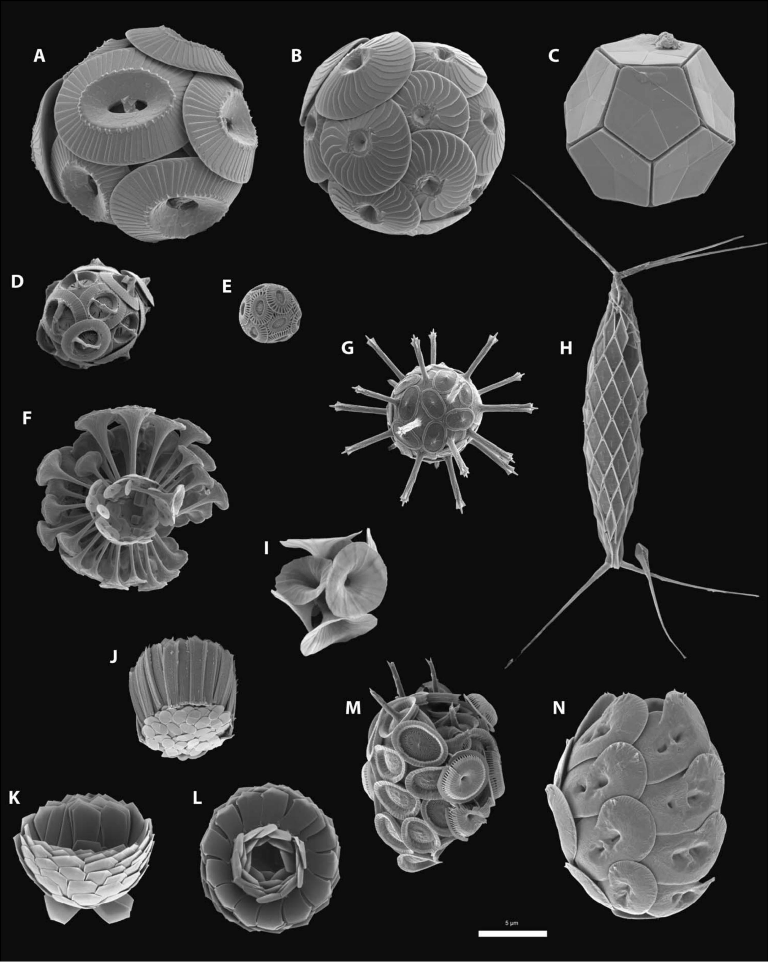 顆石藻 Coccolithophores