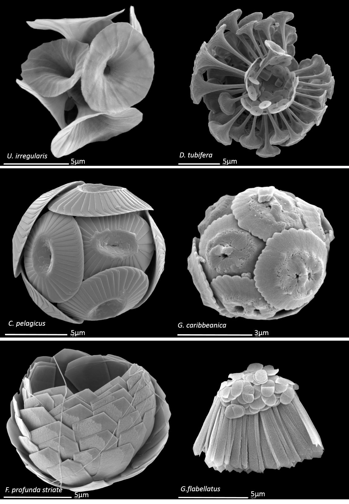 顆石藻 Coccolithophores