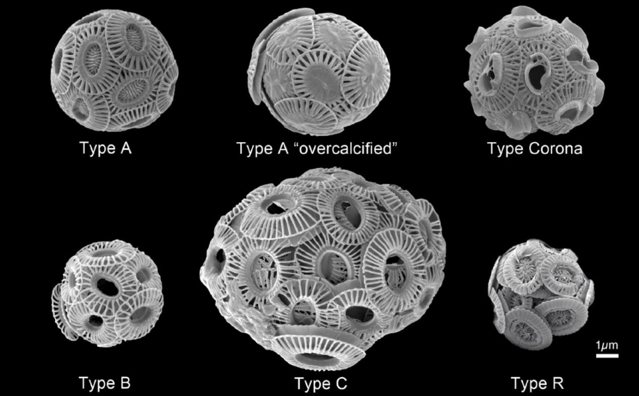 顆石藻 Coccolithophores