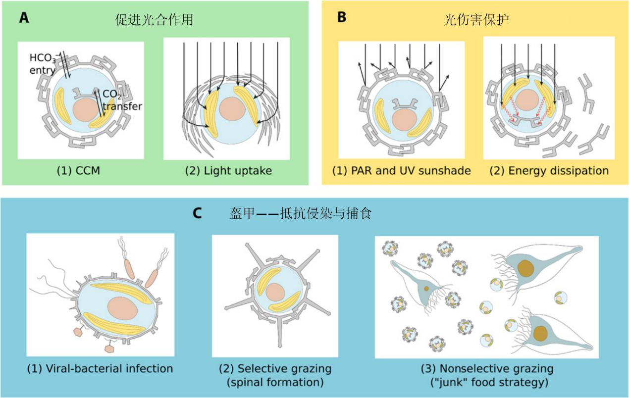 顆石藻 Coccolithophores
