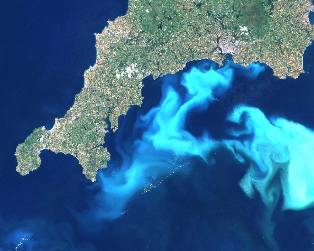 顆石藻 Coccolithophores