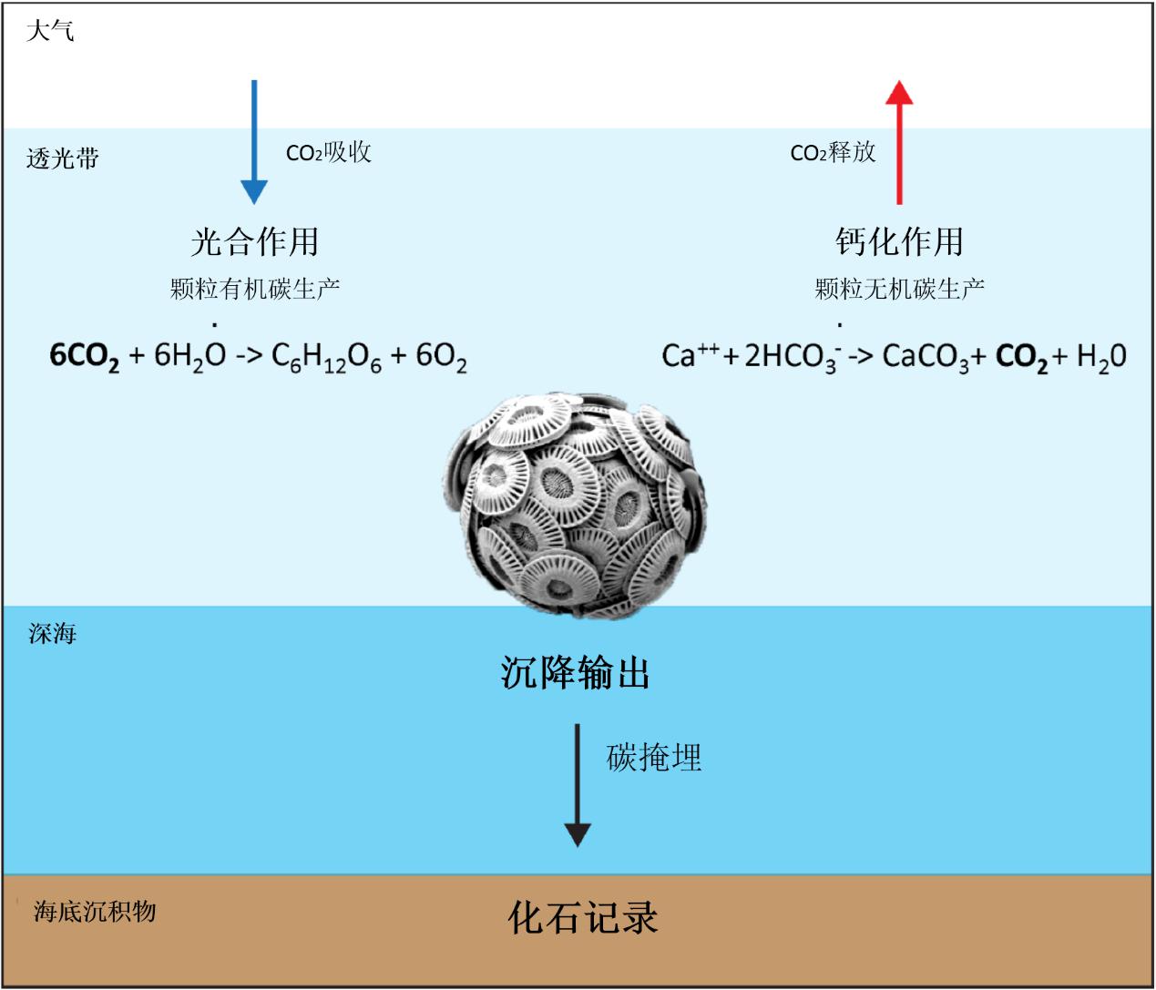 顆石藻 Coccolithophores