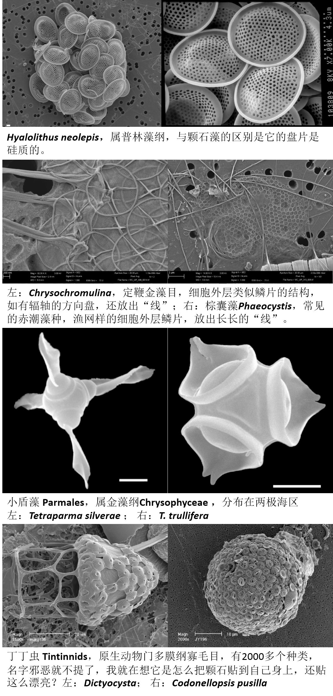 顆石藻 Coccolithophores