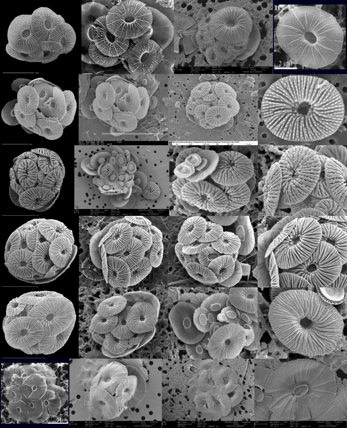 顆石藻 Coccolithophores