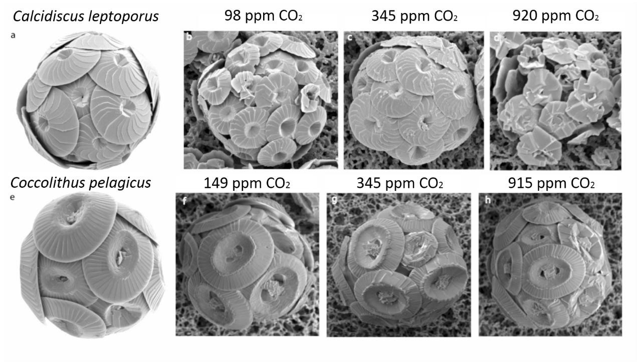 顆石藻 Coccolithophores