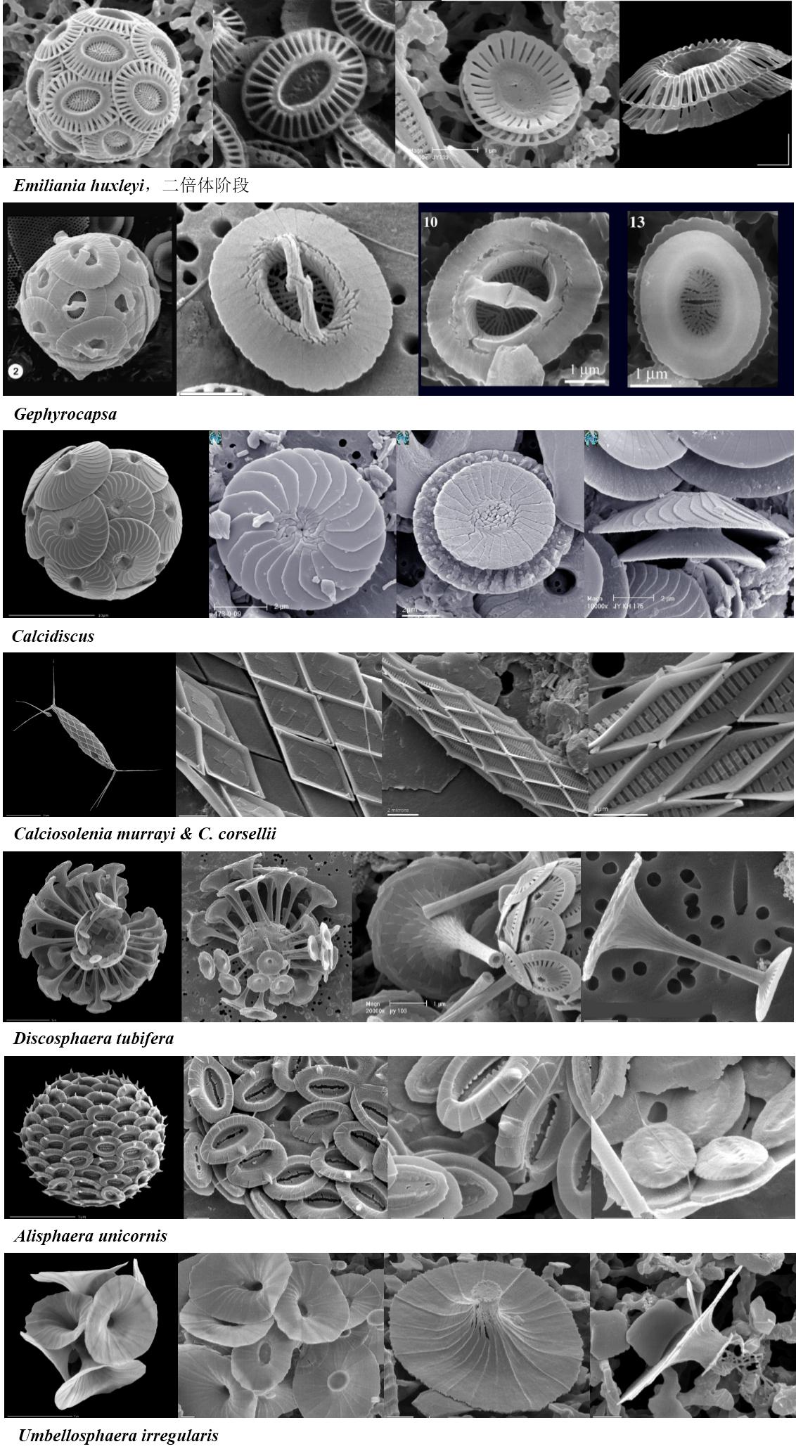 顆石藻(Coccolithophores)