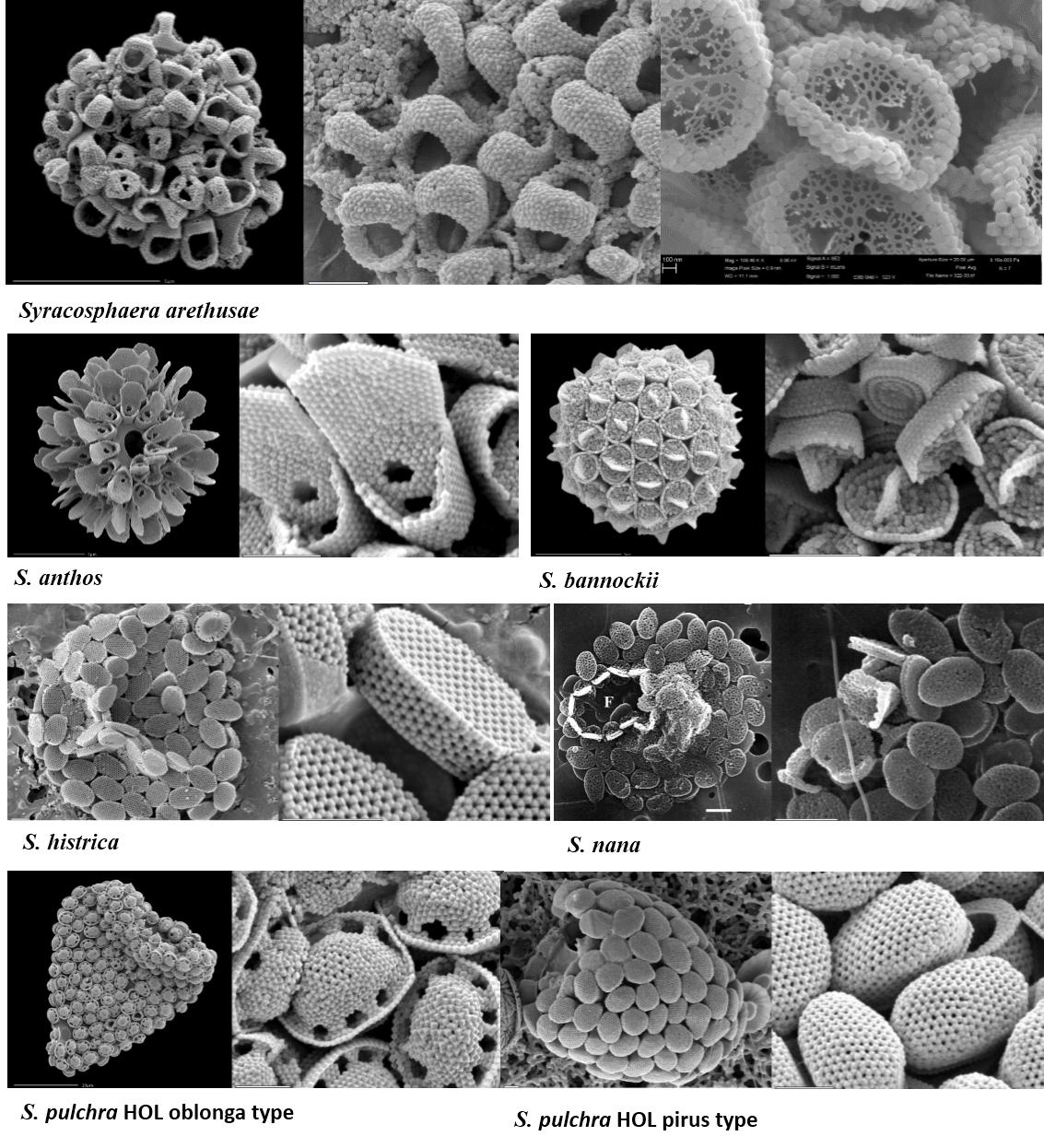 顆石藻(Coccolithophores)
