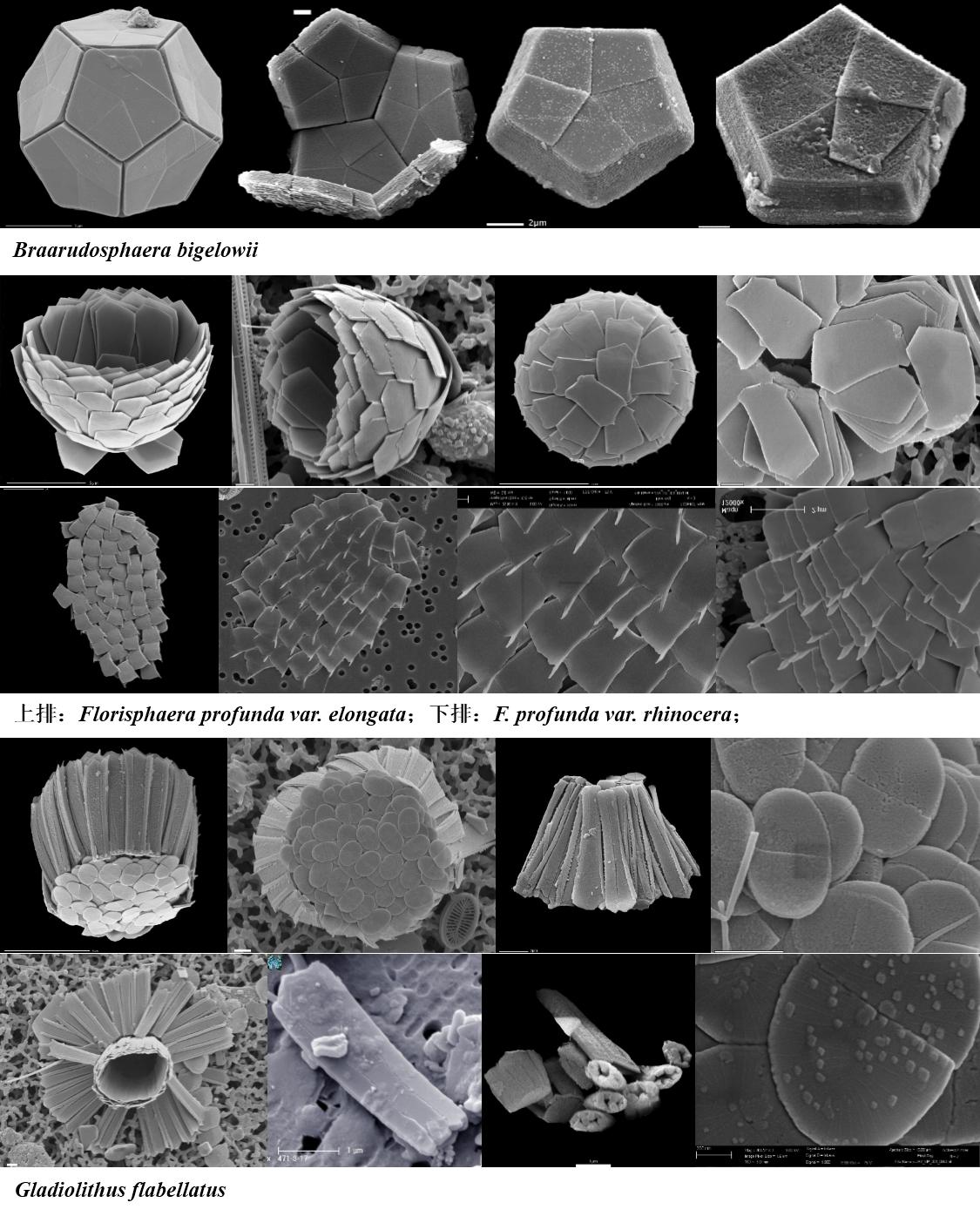 顆石藻 Coccolithophores