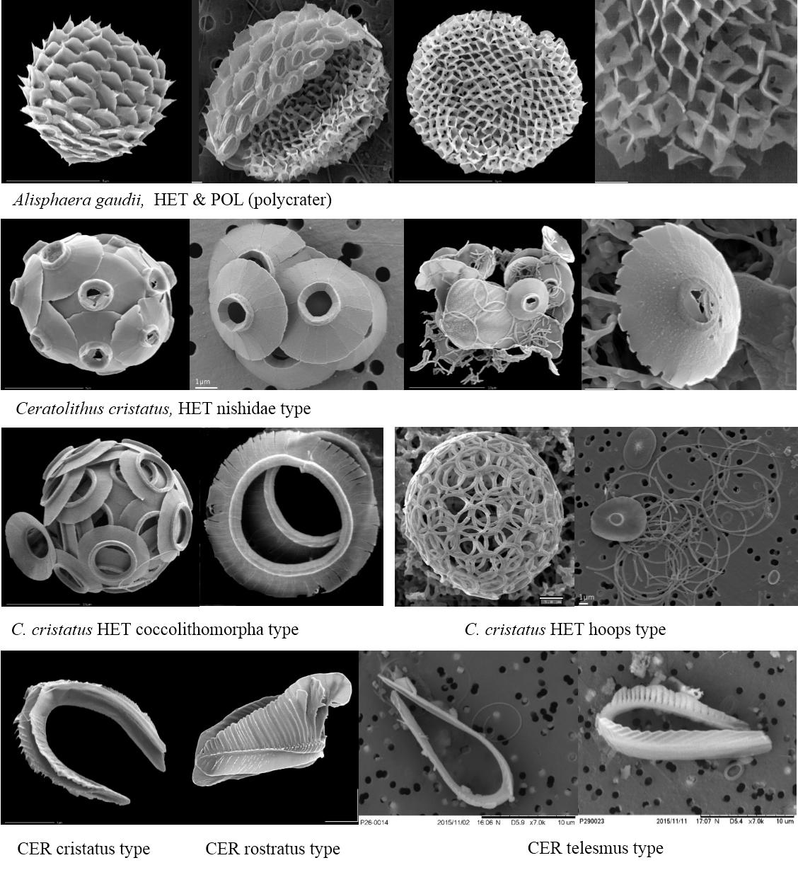 顆石藻 Coccolithophores