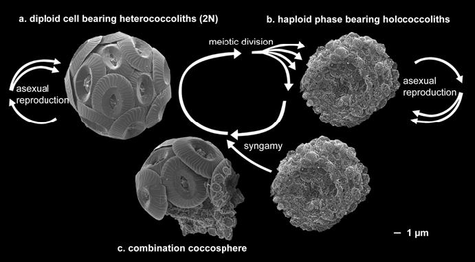 顆石藻 Coccolithophores