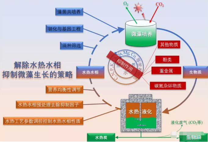微藻水熱液化工藝廢水培養(yǎng)微藻過程中的主要抑制作用與解除抑制作用的策略