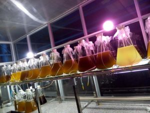 樂(lè)清灣微藻培養(yǎng)工藝5L三角瓶