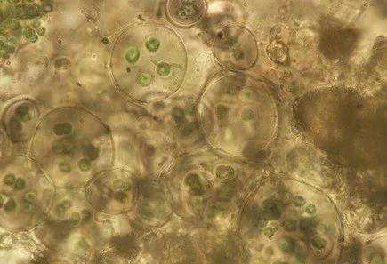 圖4 極端藻類擬甲色球藻(Chroococcidiopsis sp.)