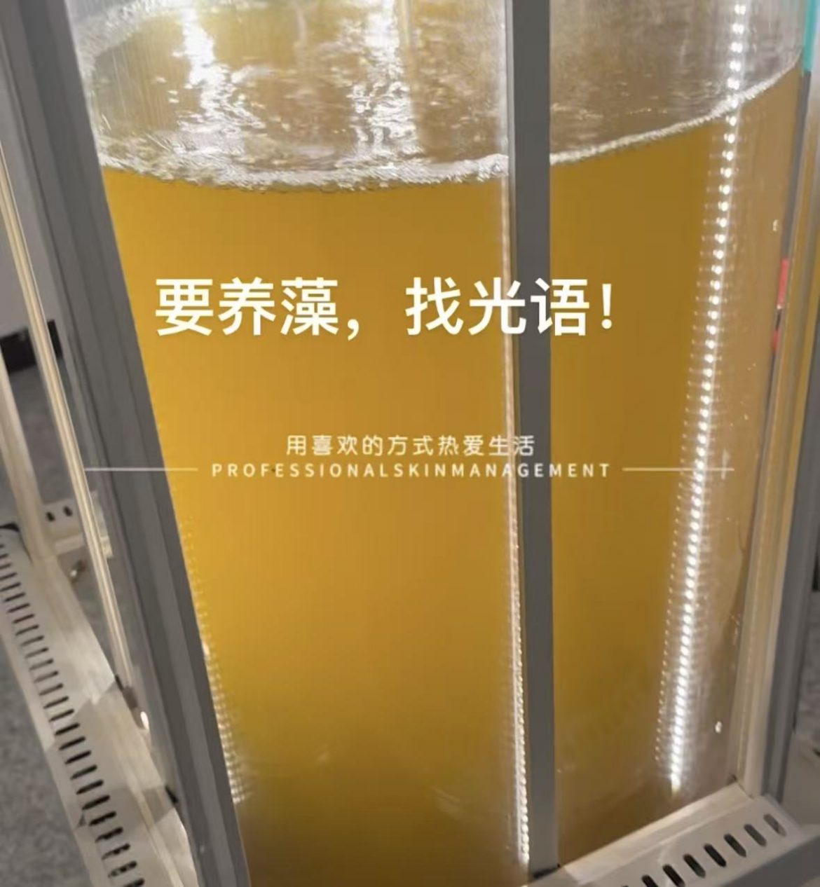 光語(yǔ)柱狀反應(yīng)器培養(yǎng)的三角褐指藻